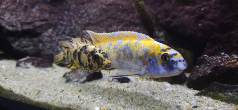 Labeotropheus trewavasae 'Border'